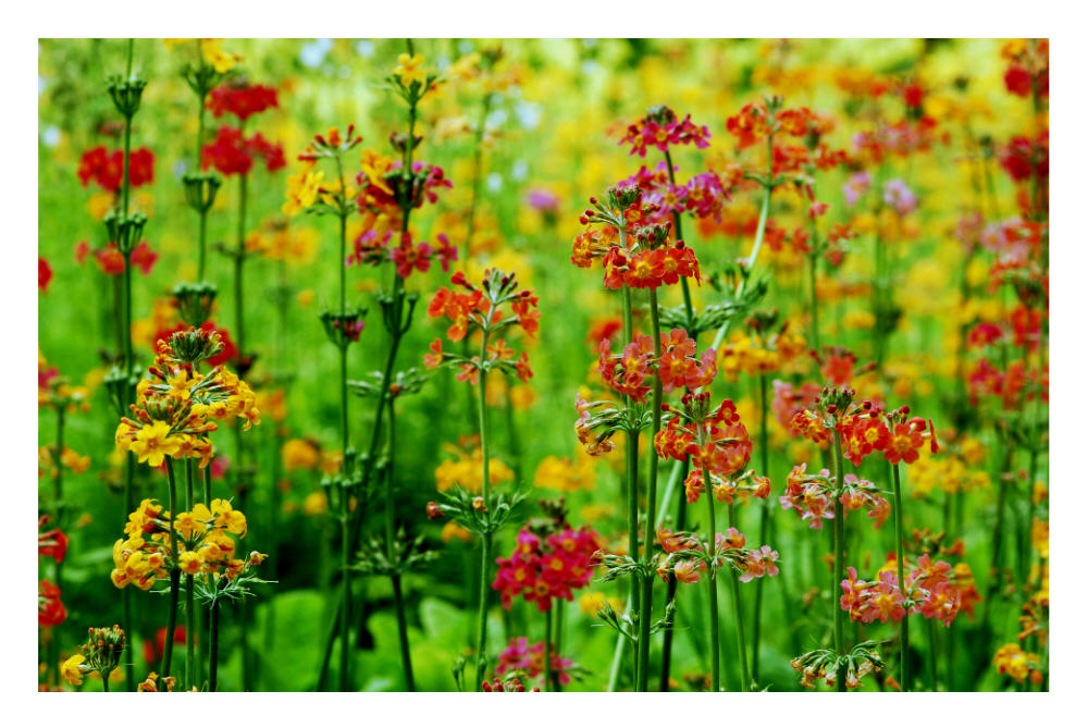  Sommer Farben! Foto & Bild 