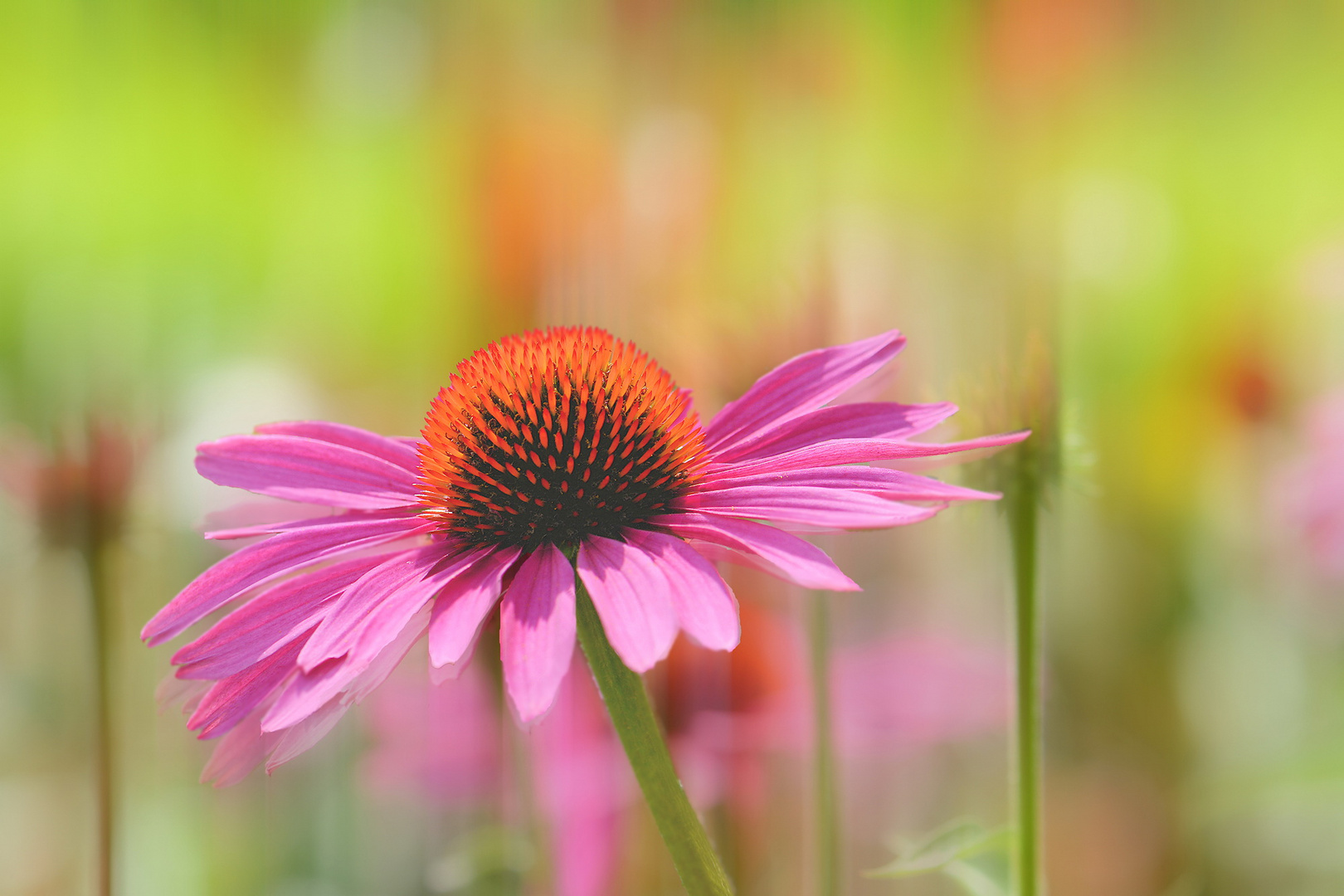 SOMMER - FARBEN