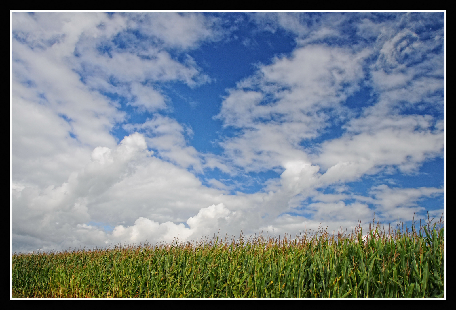 Sommer-Farben