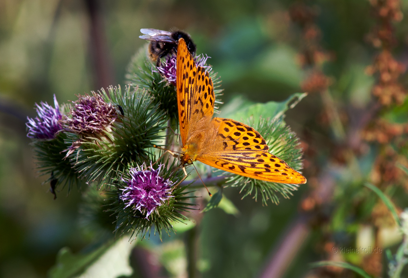 Sommer Farben Krietensten