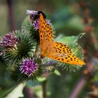 Sommer Farben Krietensten