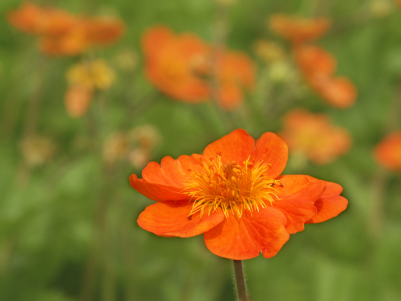 Sommer - Farben - Wärme....