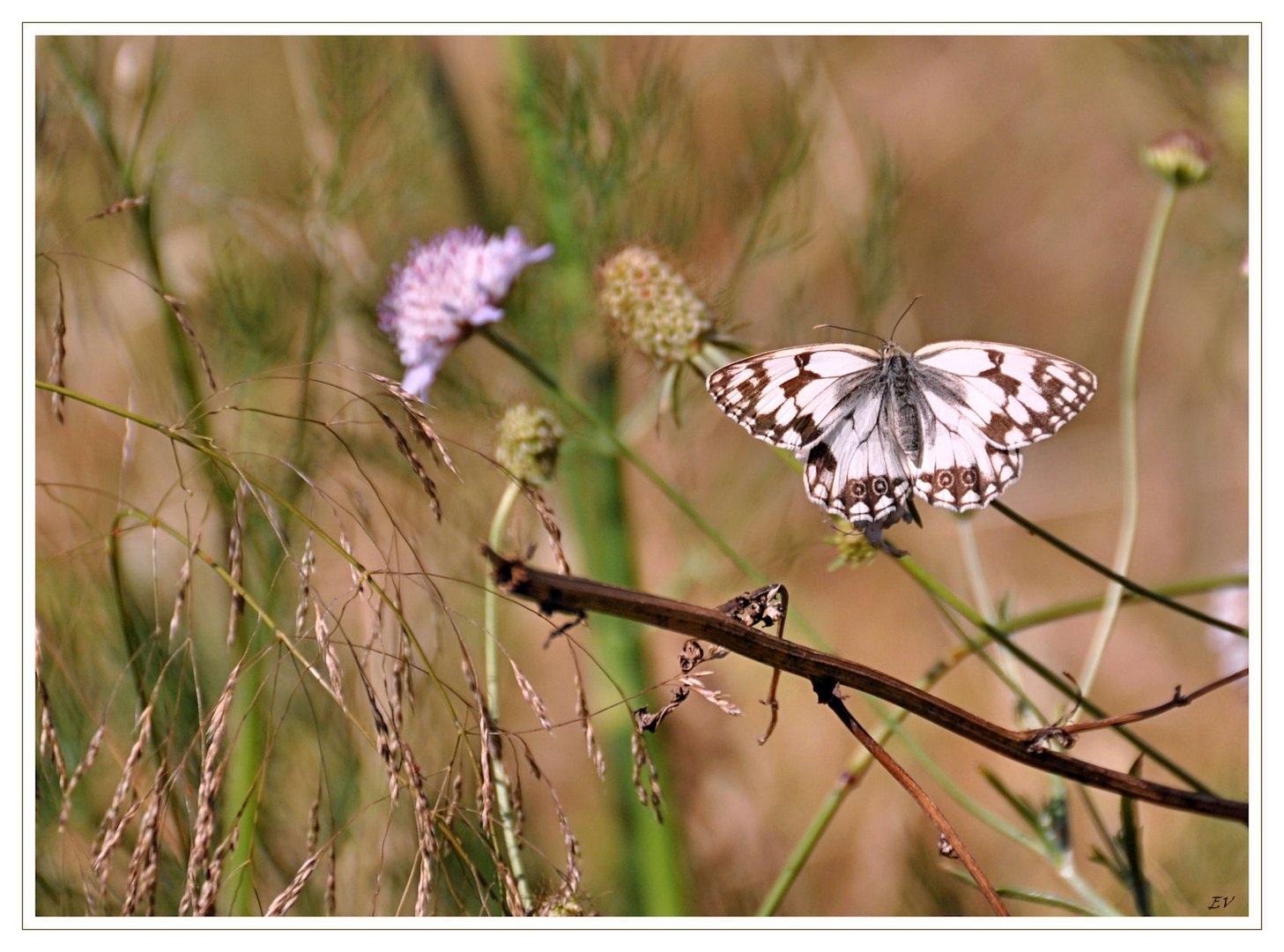 Sommer - Feeling