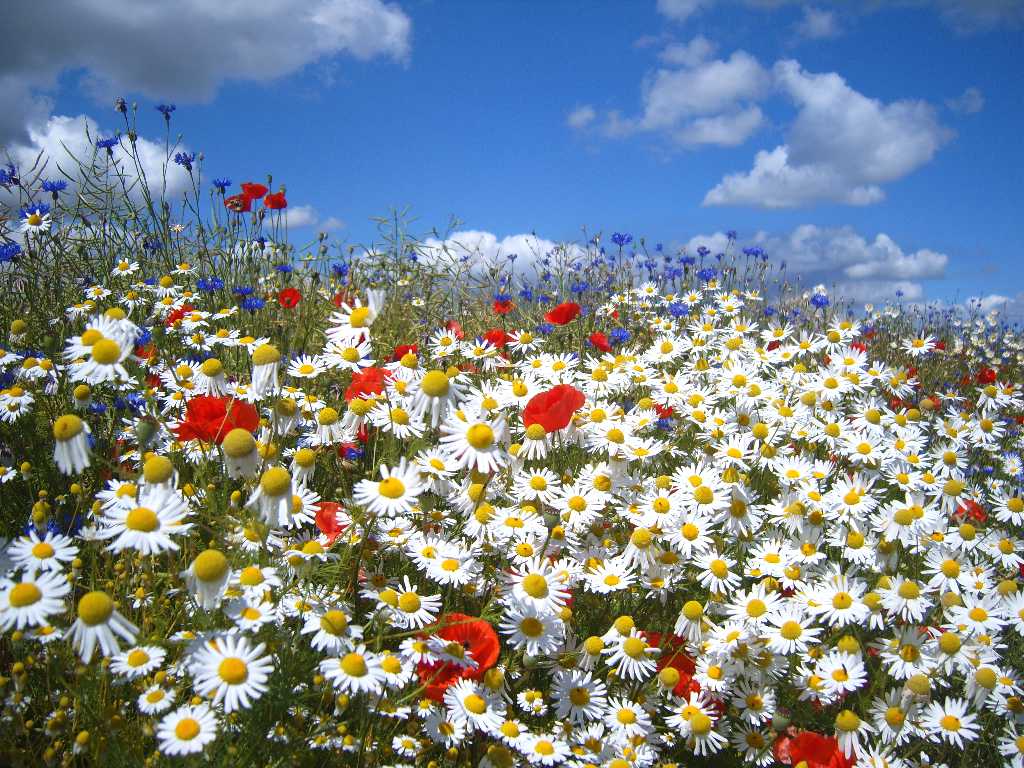 Sommer Feldblumen