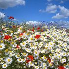 Sommer Feldblumen