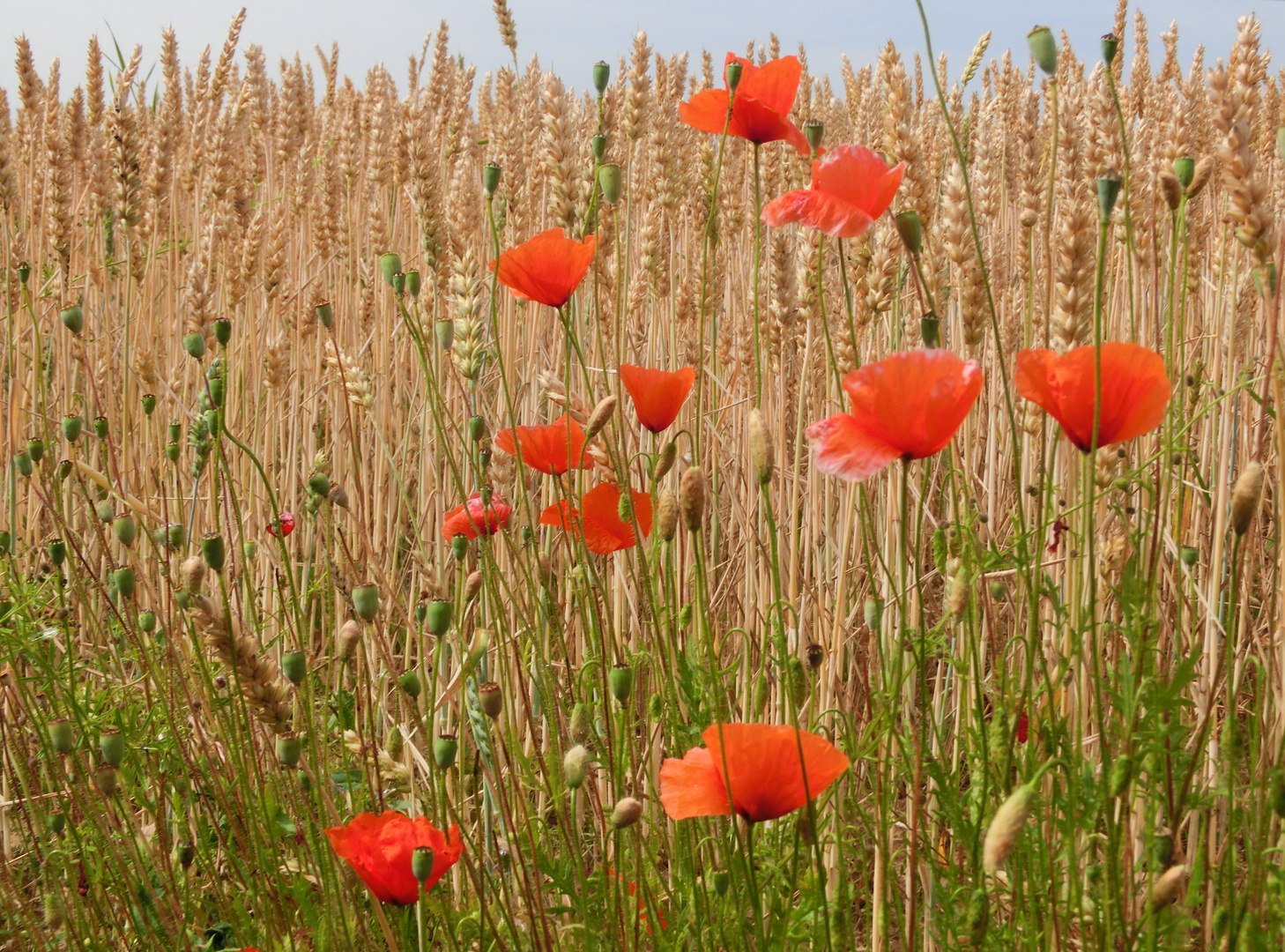 Sommer