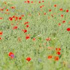 Sommer ( Foto oder Gemälde?)