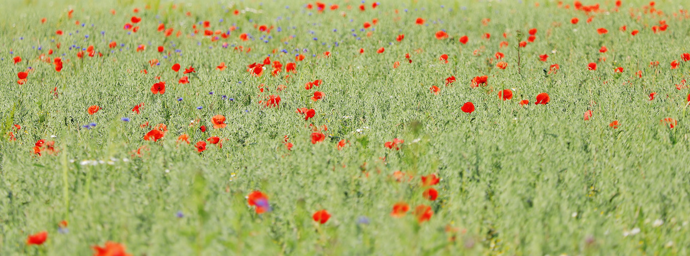 Sommer ( Foto oder Gemälde?)