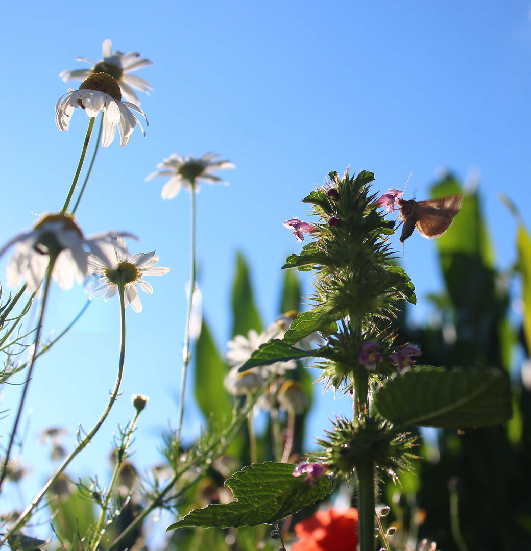 Sommer freude