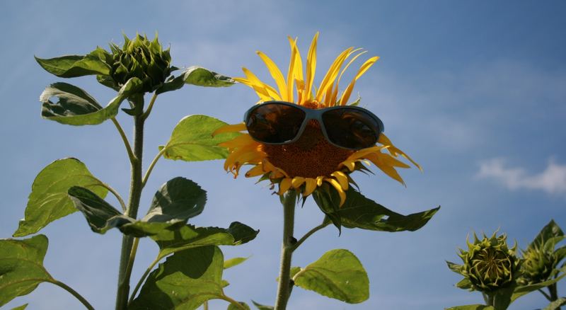 Sommer-Freuden