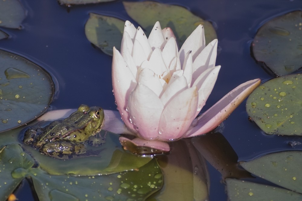 Sommer Frosch