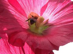 "Sommer ganz nah 5" oder Stockrose mit Hummel