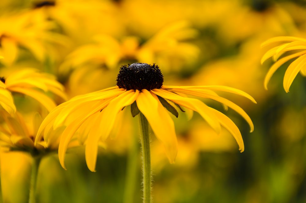 Sommer-Gartenträume