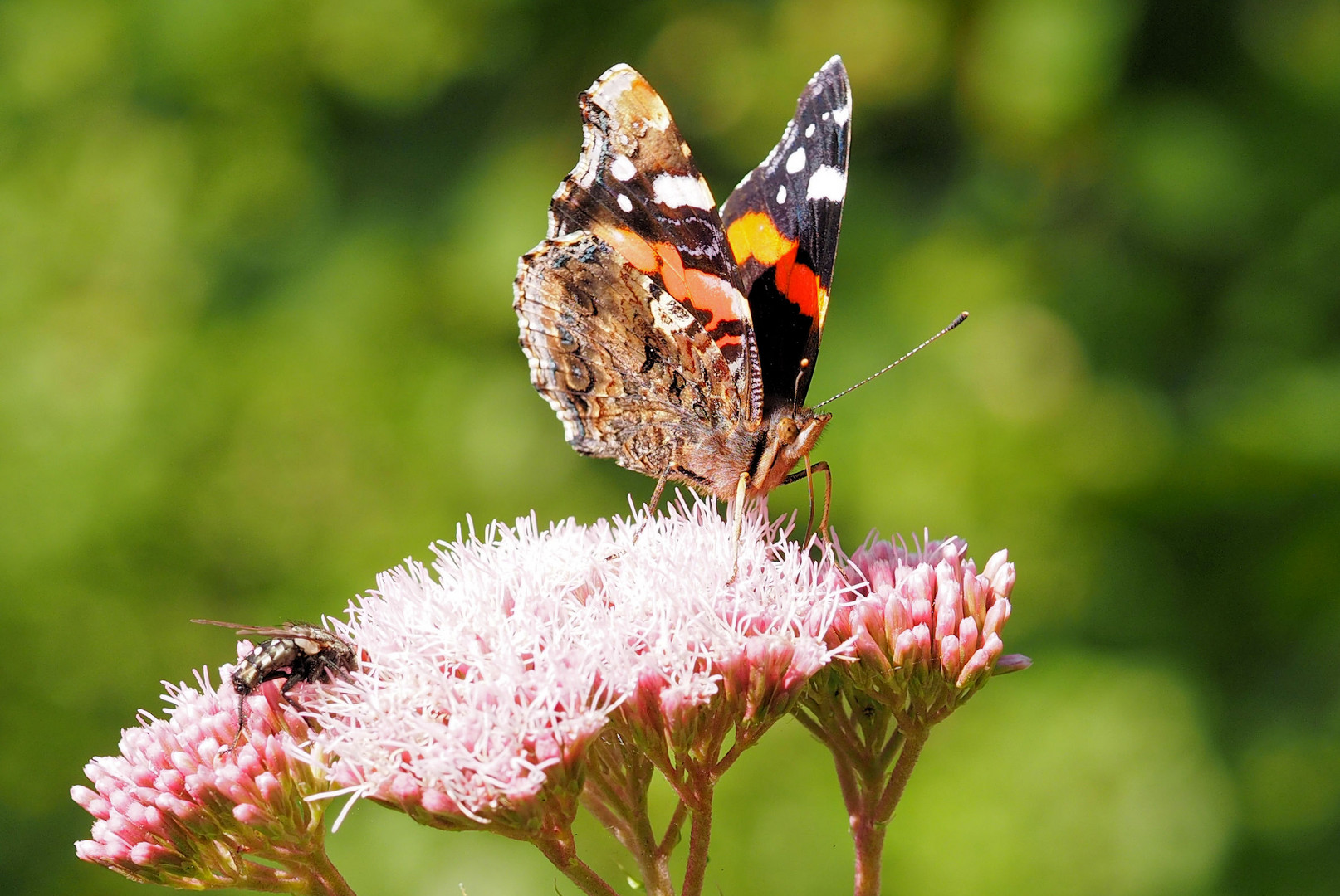 Sommer Gedanken 