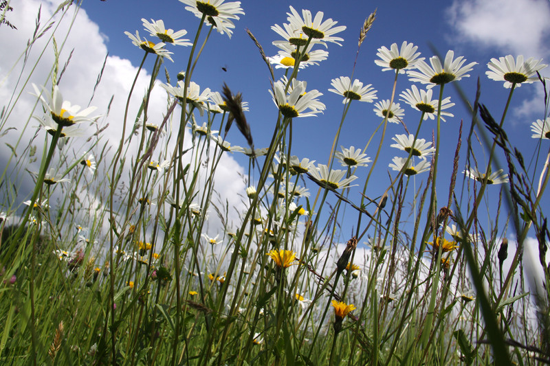 Sommer-Gefühl