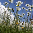 Sommer-Gefühl