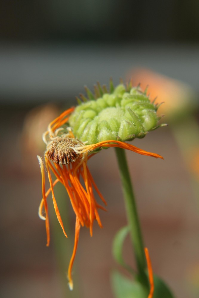 Sommer geht............ Herbst kommt