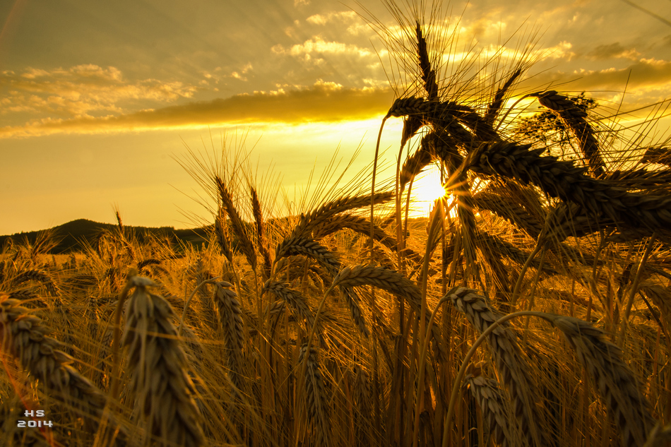 SOMMER-GETREIDE