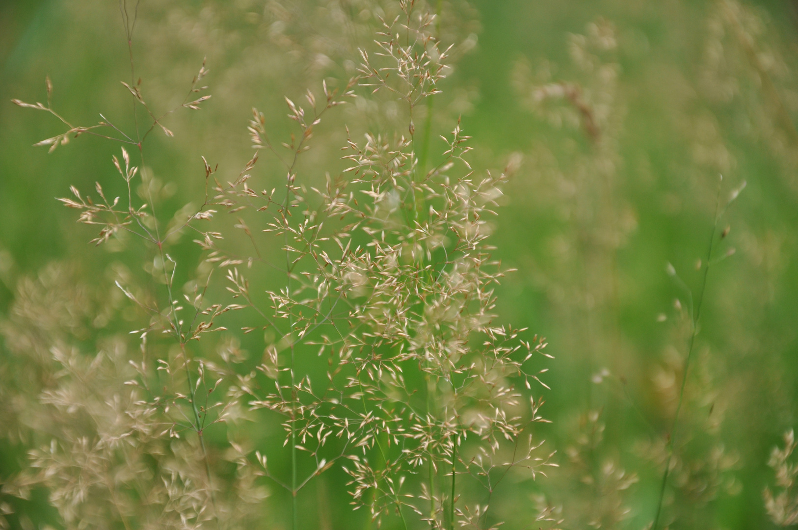 Sommer Gräser