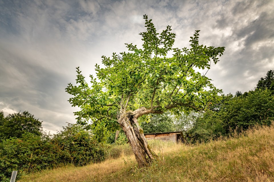 Sommer Grün