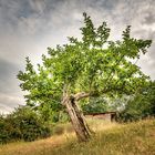 Sommer Grün