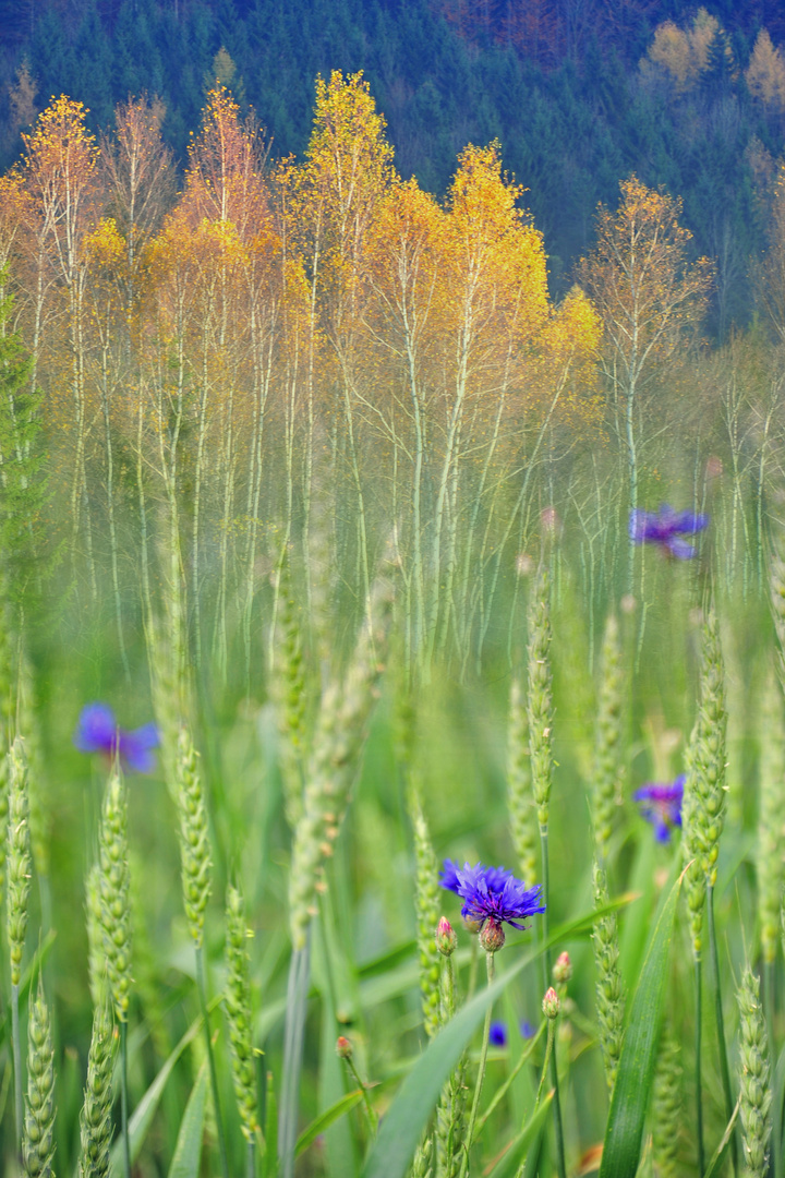 sommer-herbst