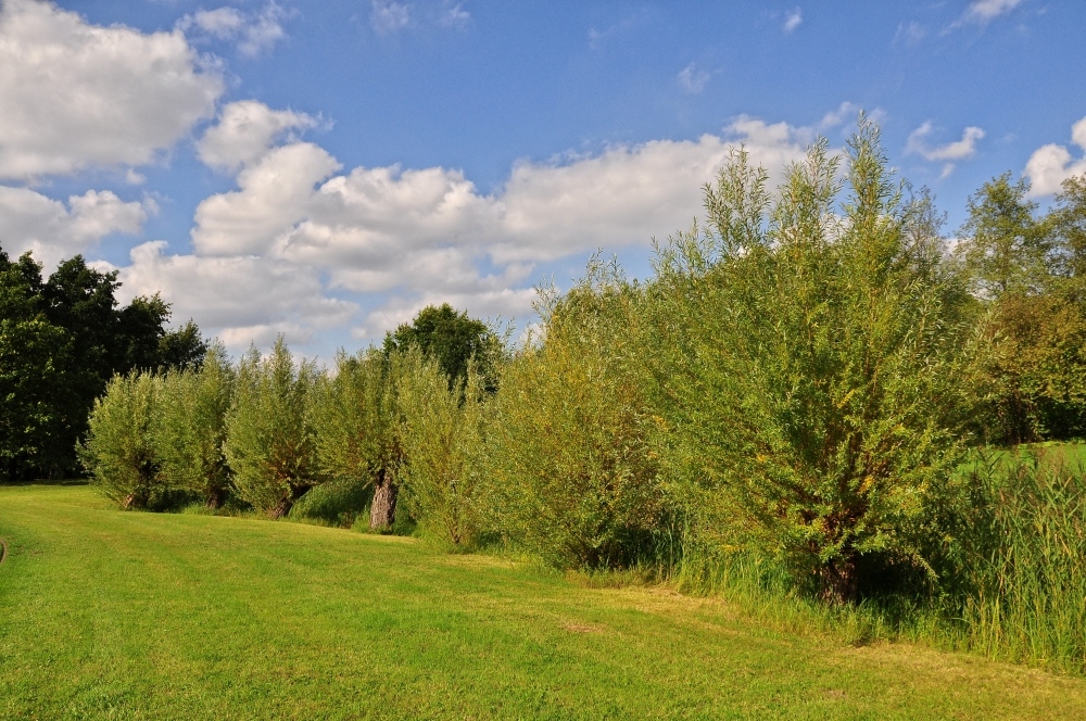 Sommer-Herbst Impressionen im Park.....