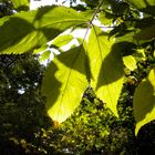 Sommer Herbst Übergang