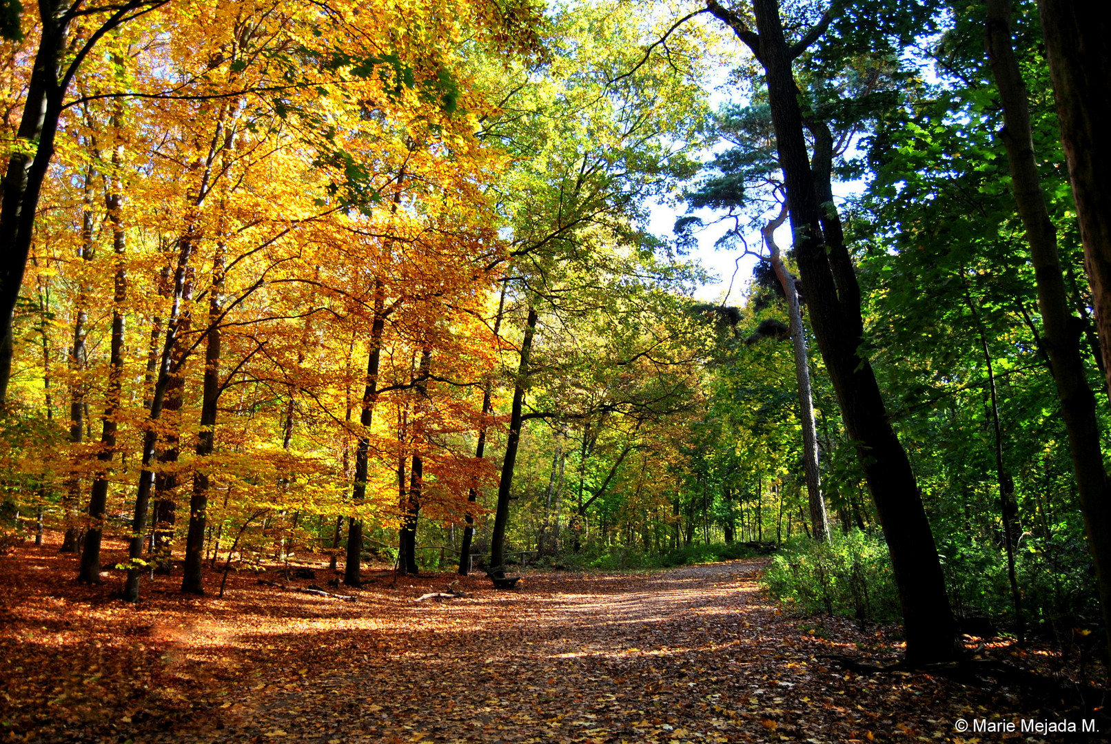 Sommer-Herbst-Übergang