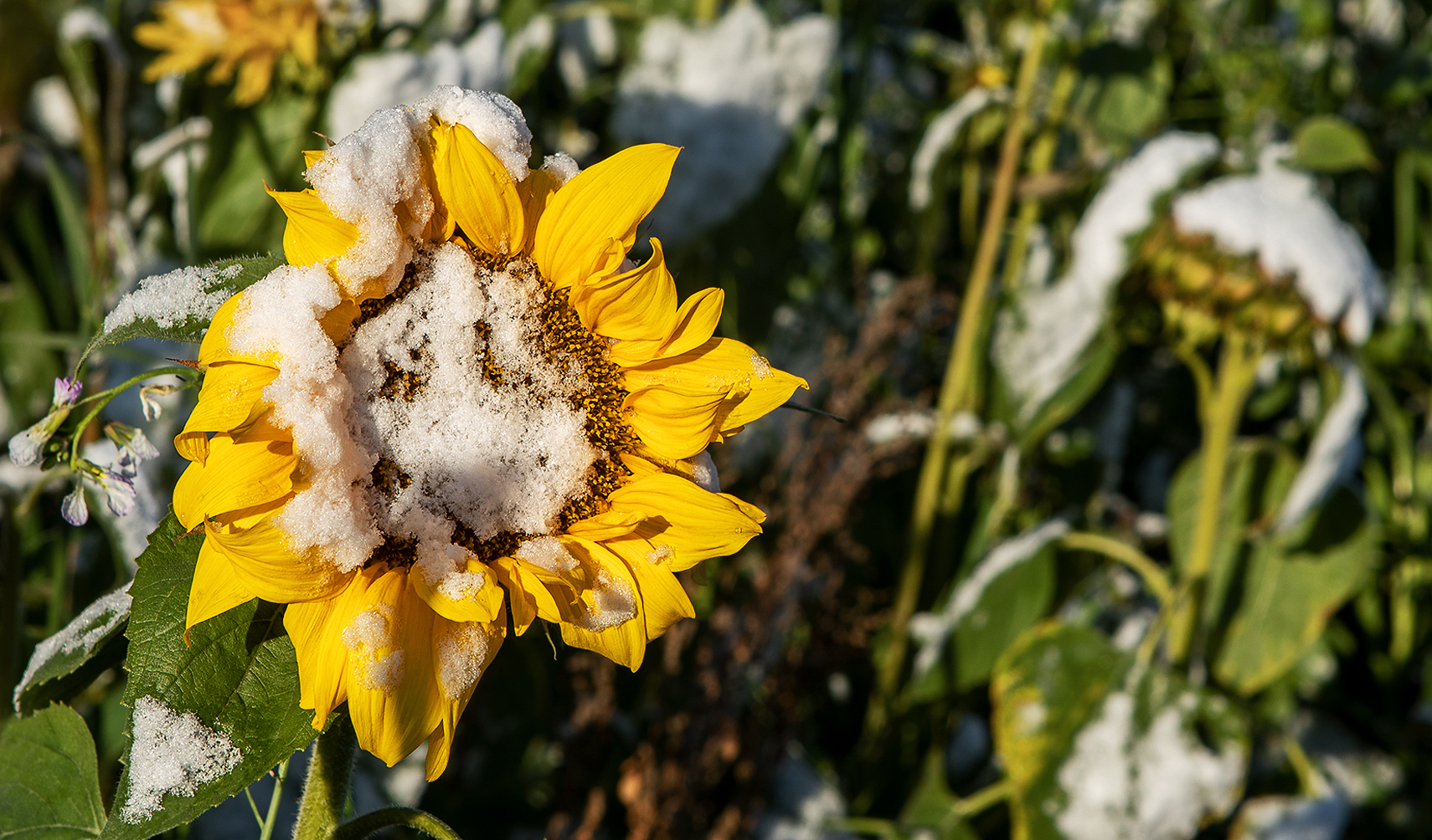 Sommer Herbst und Winter