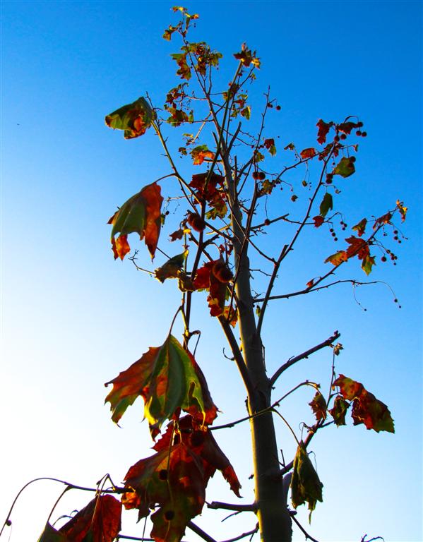 Sommer-Herbst-Wende