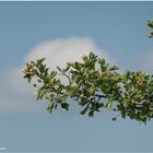 Sommer-Himmel mit Weißdornzweigen