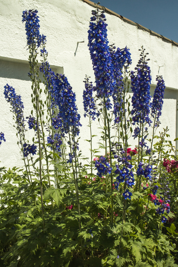 Sommer hinter Klostermauern