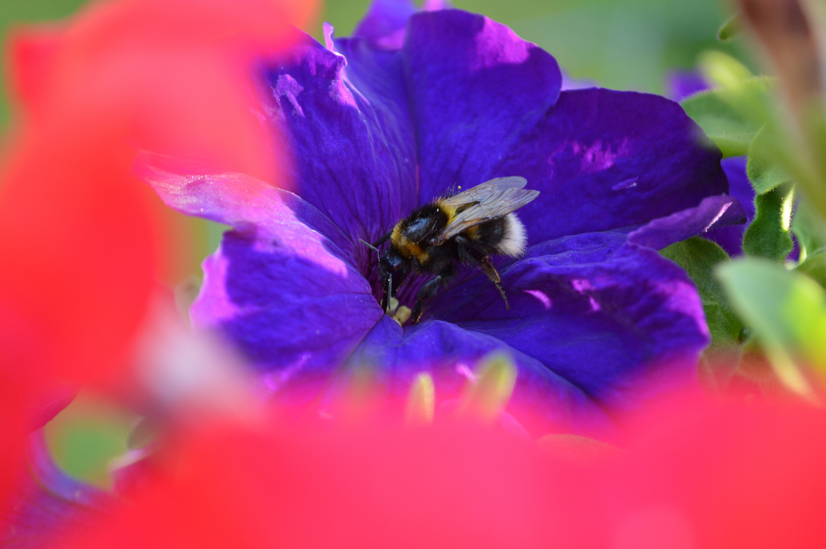 Sommer Hummel