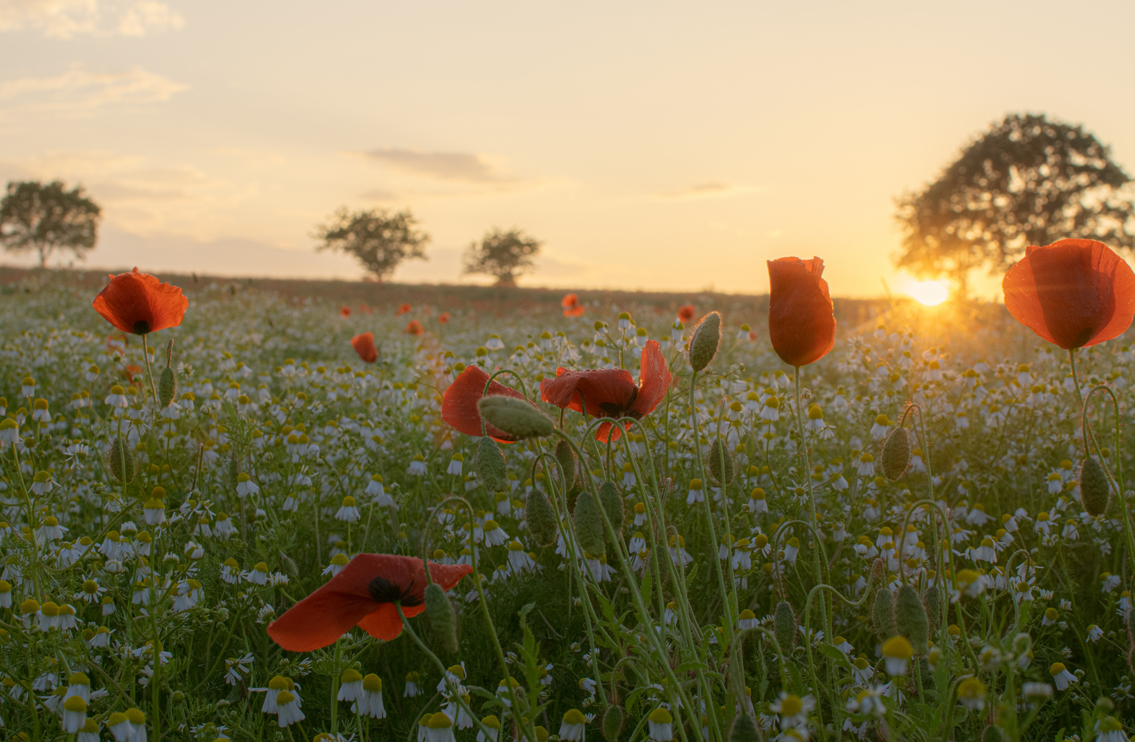 Sommer-Idylle