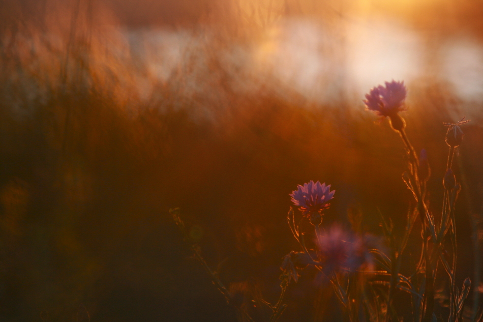 Sommer im Abendlicht