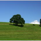 Sommer im Allgäu