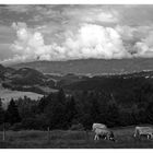 Sommer im Allgäu