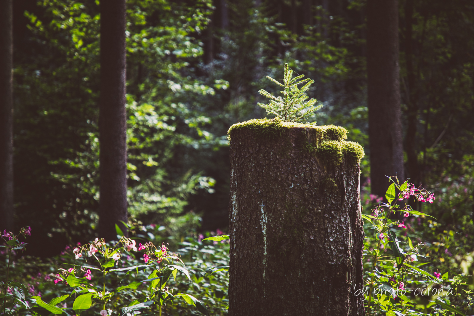 Sommer im Altdorfer Wald