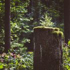 Sommer im Altdorfer Wald