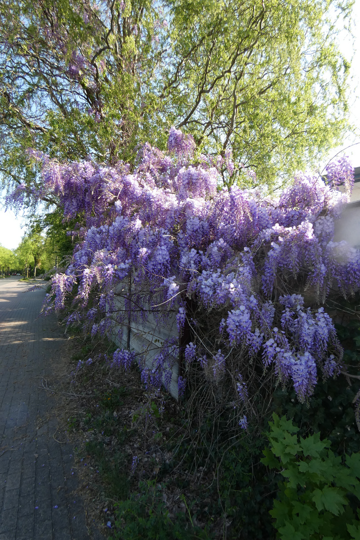 Sommer im April