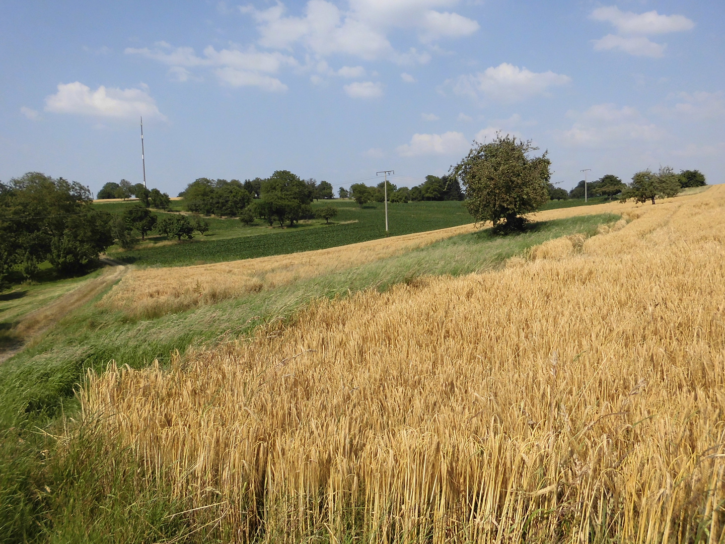 Sommer im badischen Hügelland