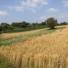 Sommer im badischen Hügelland