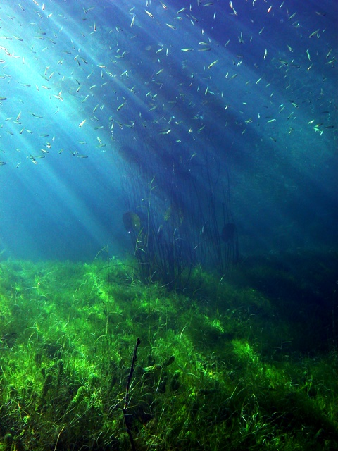 Sommer im Baggersee 2005