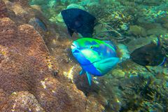 Sommer im Dezember Komodo NP.