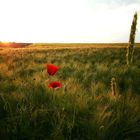 Sommer im Eichsfeld 