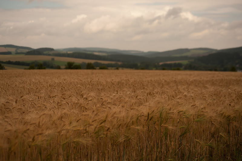 Sommer im Erzgebirge (2)