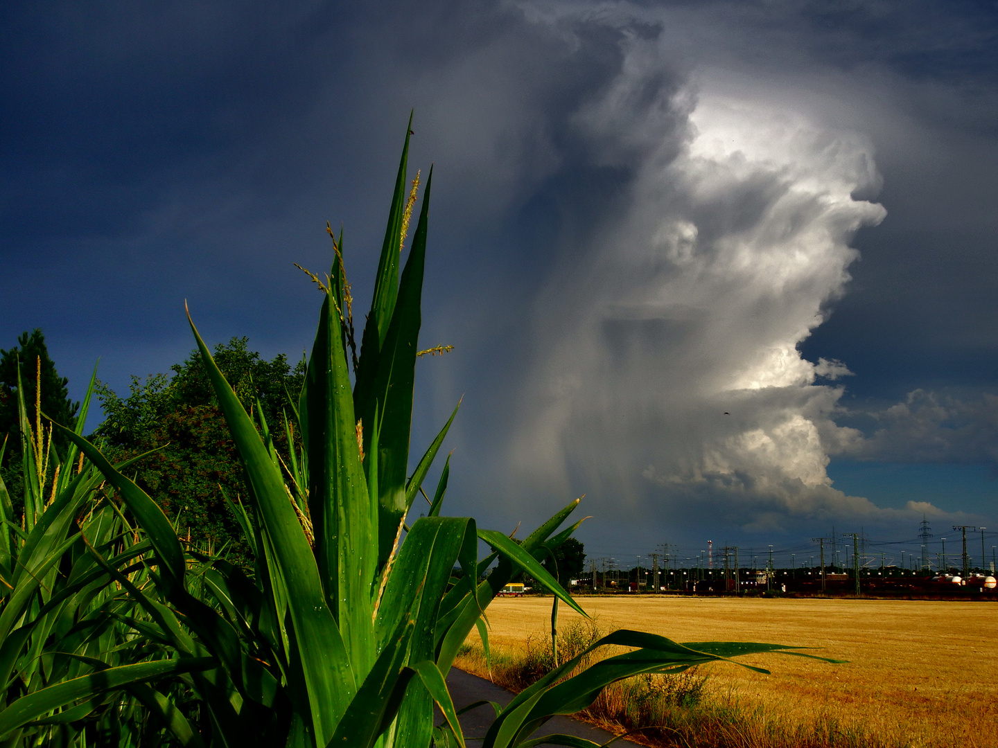 Sommer im Feld