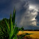 Sommer im Feld