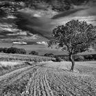 Sommer im Feld